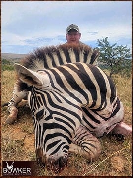 Zebra hunted safari style in Africa.