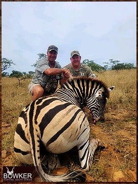 Zebra hunting in Africa.