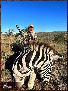 Zebra hunting in Africa.