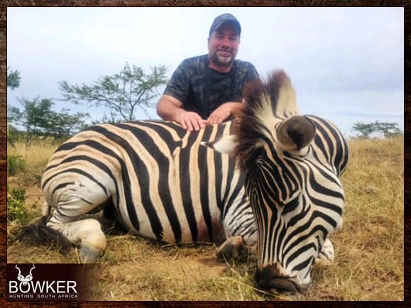 Zebra safari hunting in South Africa.