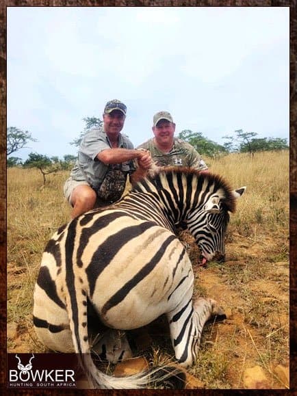 Zebra safari hunt in Africa