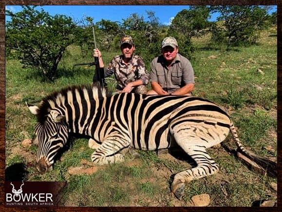 Zebra trophy take during our African hunting trip