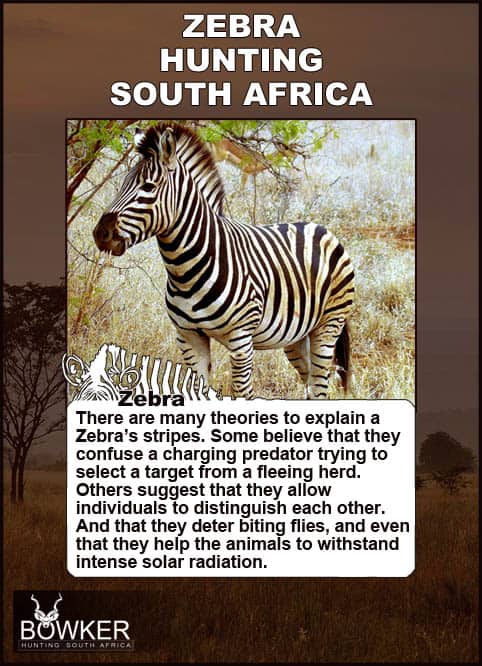 Zebra Hunting in South Africa 10 Zebra under a tree. Many theories explain zebra stripes.