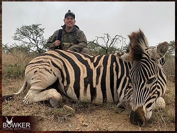 Zebra trophy hunted in South Africa.
